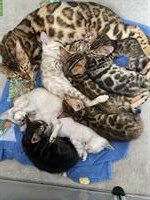 Bengal Kitten mit Stammbaum und Untersuchungen