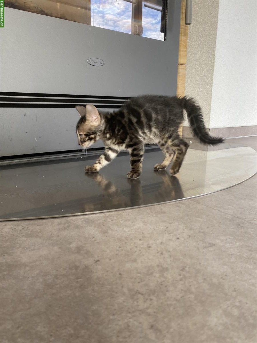 Bild 10: Bengal Kitten mit Stammbaum und Untersuchungen