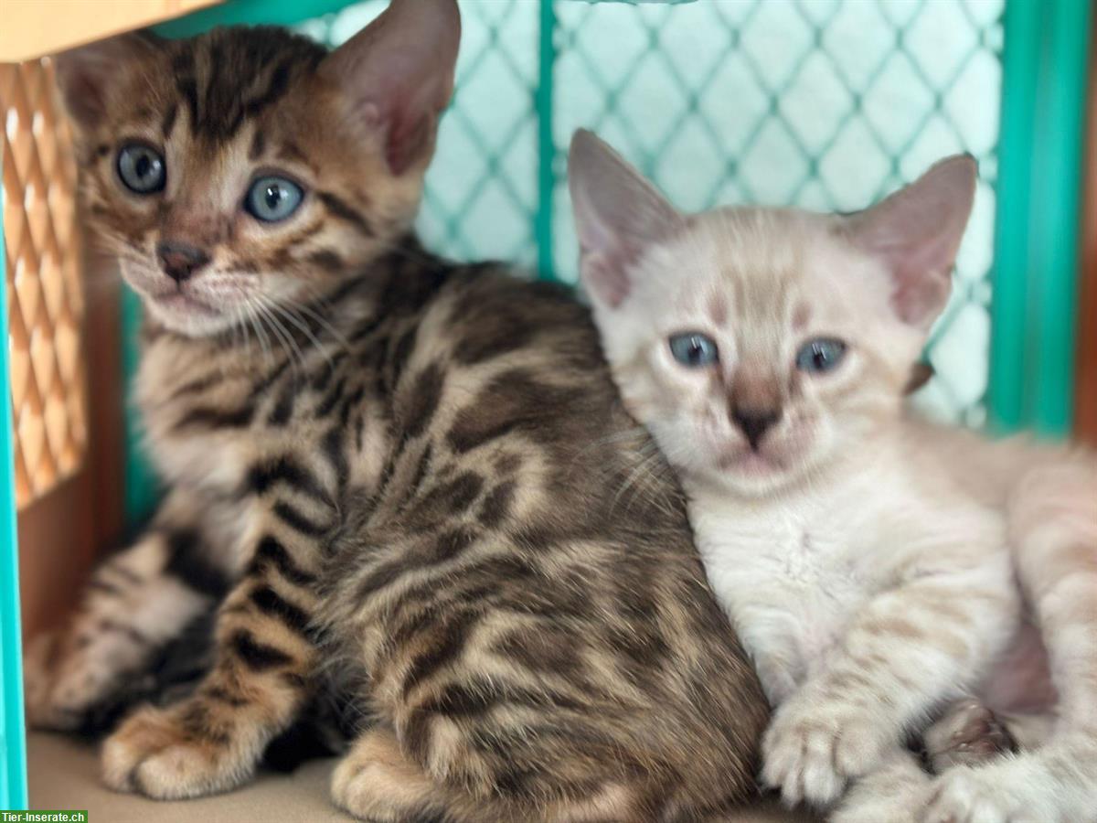 Bild 2: Bengal Kitten mit Stammbaum und Untersuchungen