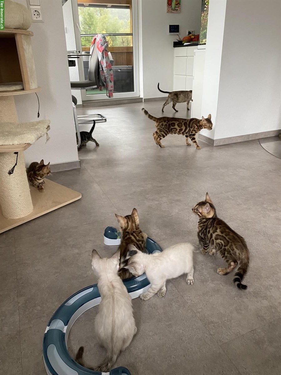 Bild 3: Bengal Kitten mit Stammbaum und Untersuchungen