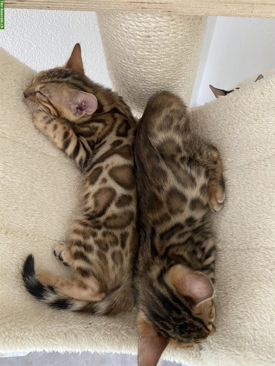 Bild 4: Bengal Kitten mit Stammbaum und Untersuchungen