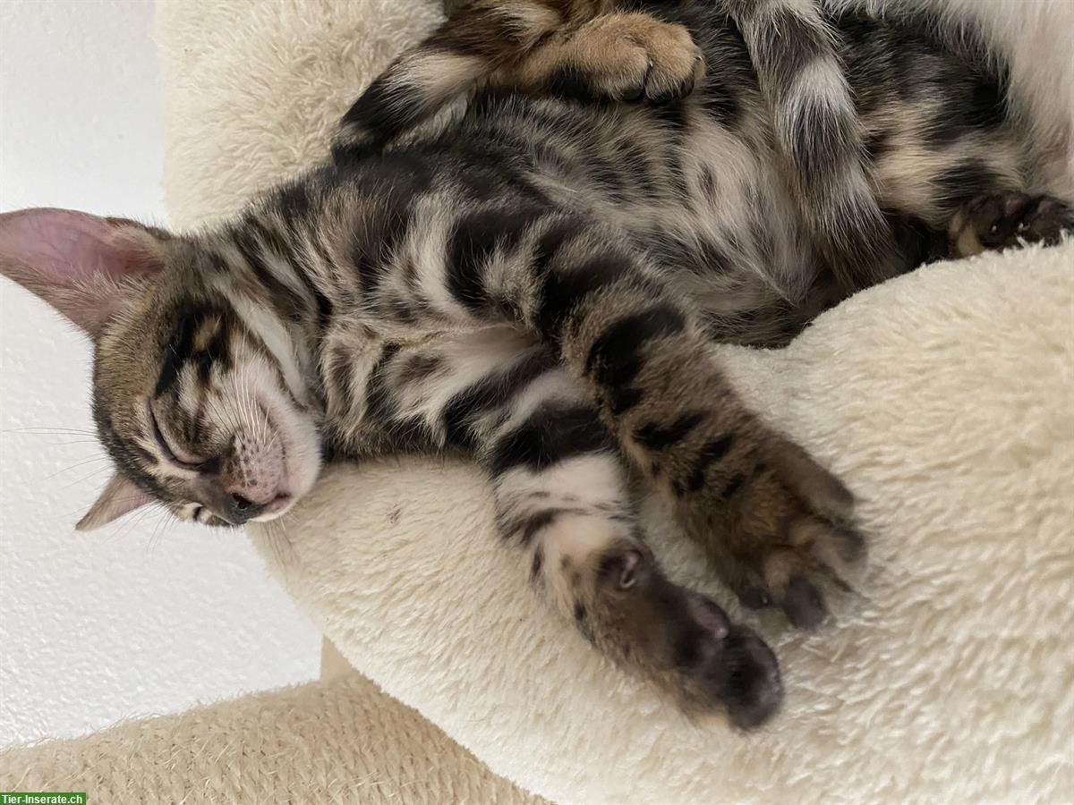 Bild 5: Bengal Kitten mit Stammbaum und Untersuchungen