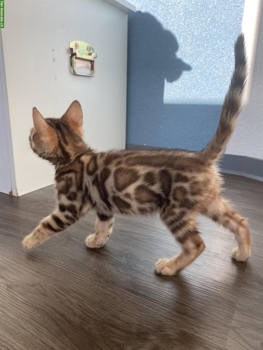 Bild 6: Bengal Kitten mit Stammbaum und Untersuchungen