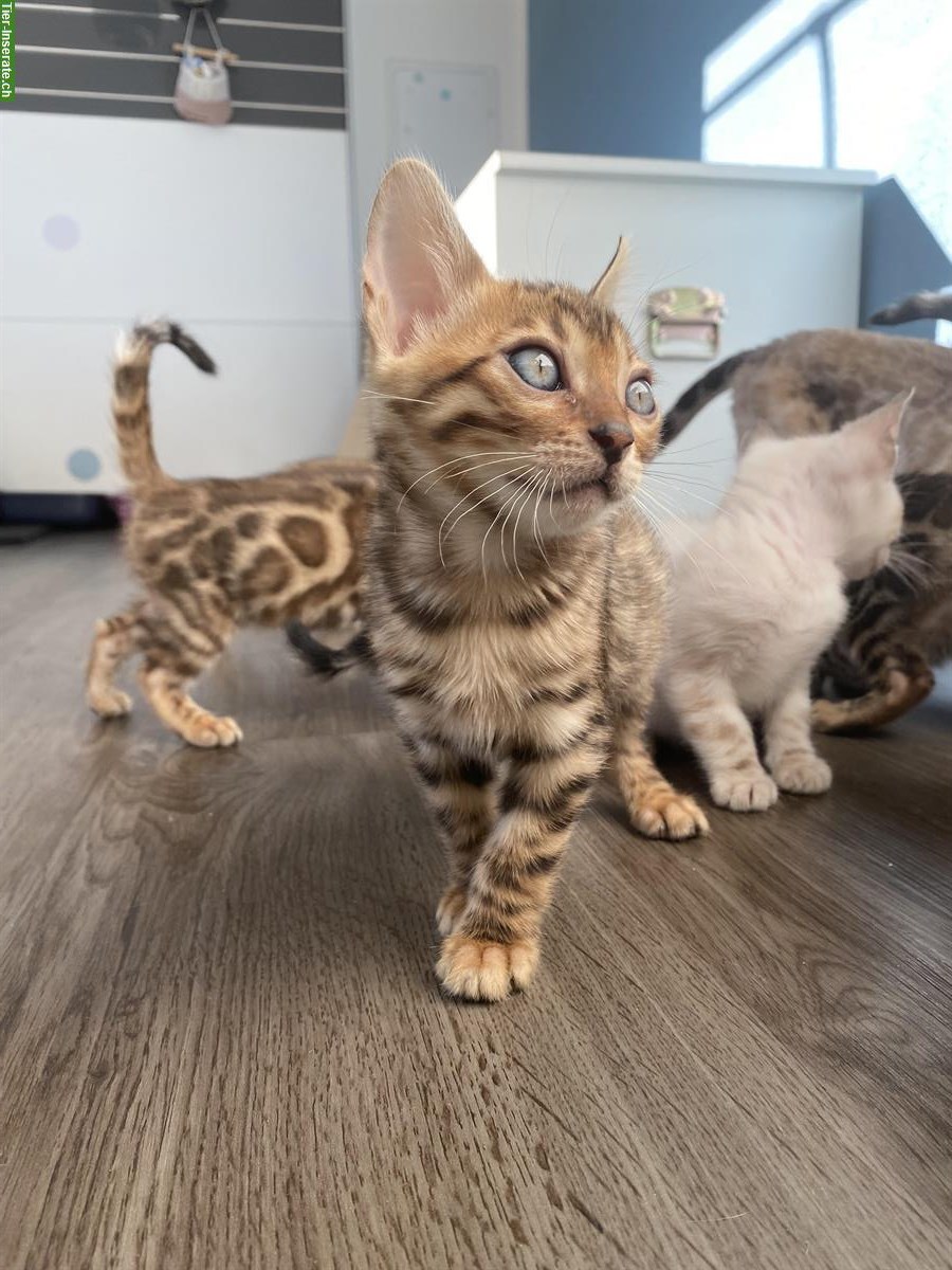 Bild 7: Bengal Kitten mit Stammbaum und Untersuchungen
