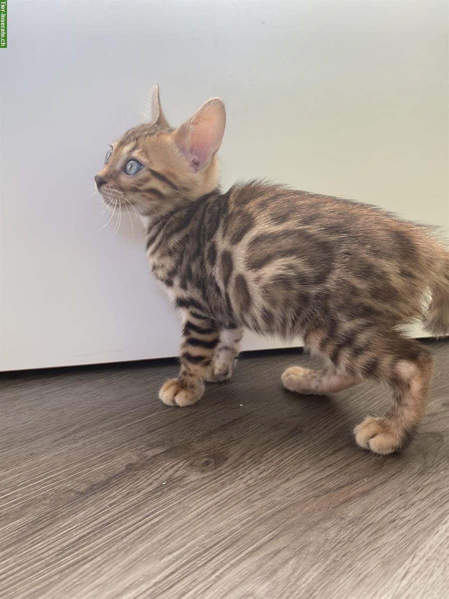 Bild 8: Bengal Kitten mit Stammbaum und Untersuchungen