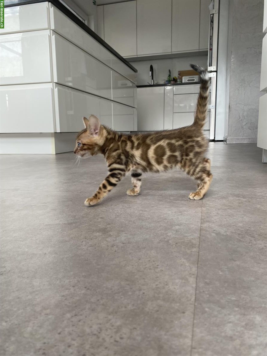 Bild 9: Bengal Kitten mit Stammbaum und Untersuchungen