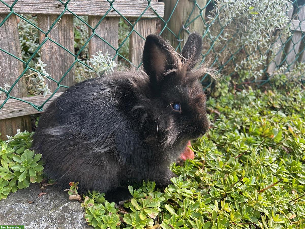 Bild 2: Löwenkopf-Zwergkaninchen Bock zum Decken (kein Verkauf)