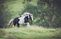 Zuverlässige Reitbeteiligung für Freizeitpferde gesucht