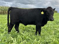 Dexter-Absetzer, genetisch hornlos, schwarz/rot/dun