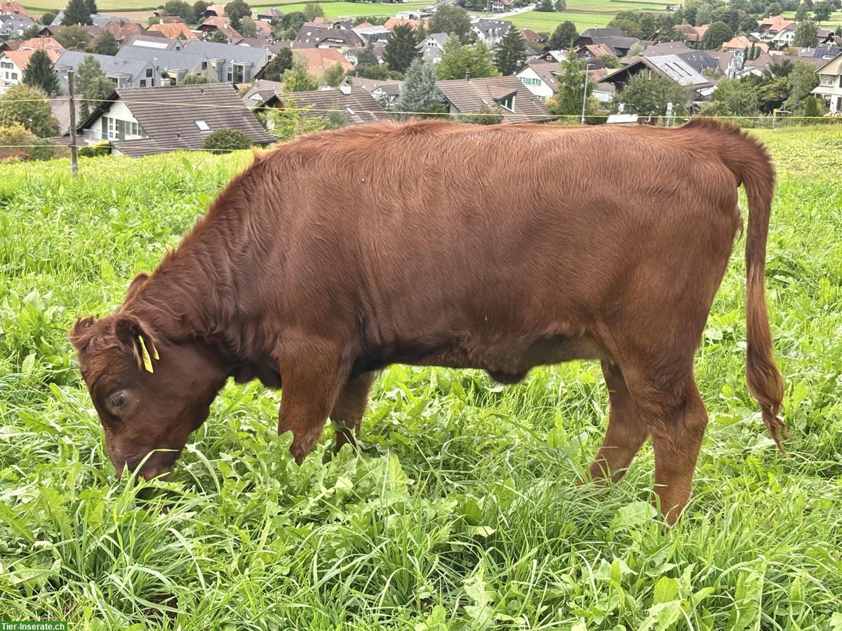 Bild 3: Dexter-Absetzer, genetisch hornlos, schwarz/rot/dun