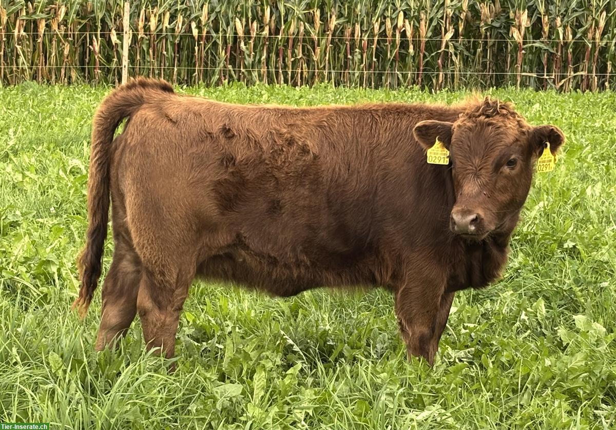 Bild 6: Dexter-Absetzer, genetisch hornlos, schwarz/rot/dun