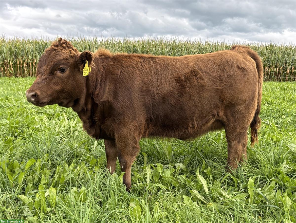 Bild 7: Dexter-Absetzer, genetisch hornlos, schwarz/rot/dun