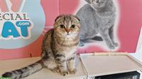 Scottish Fold Katze, 6 Monate aus CH-Zucht
