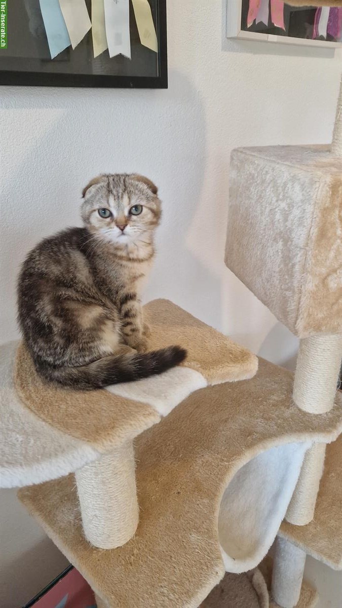 Bild 2: Scottish Fold Katze, 6 Monate aus CH-Zucht