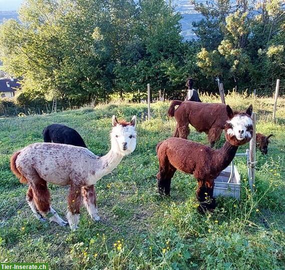 Lamas und Alpakas zu verkaufen