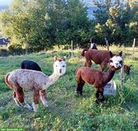 Lamas und Alpakas zu verkaufen