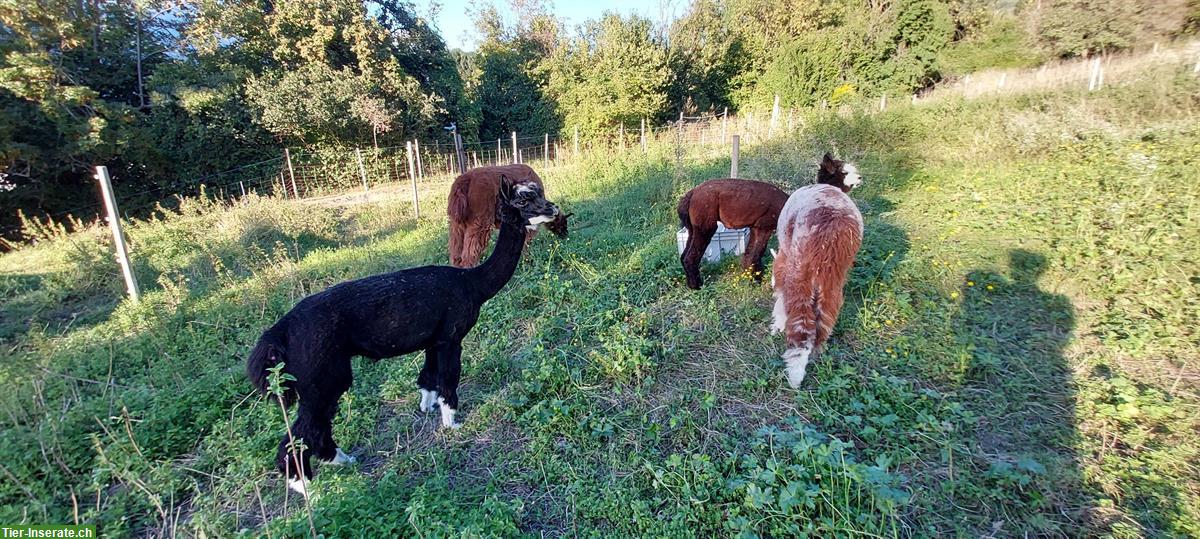 Bild 10: Lamas und Alpakas zu verkaufen