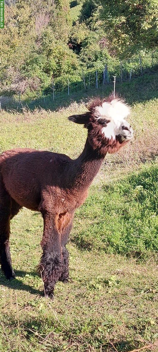 Bild 2: Lamas und Alpakas zu verkaufen