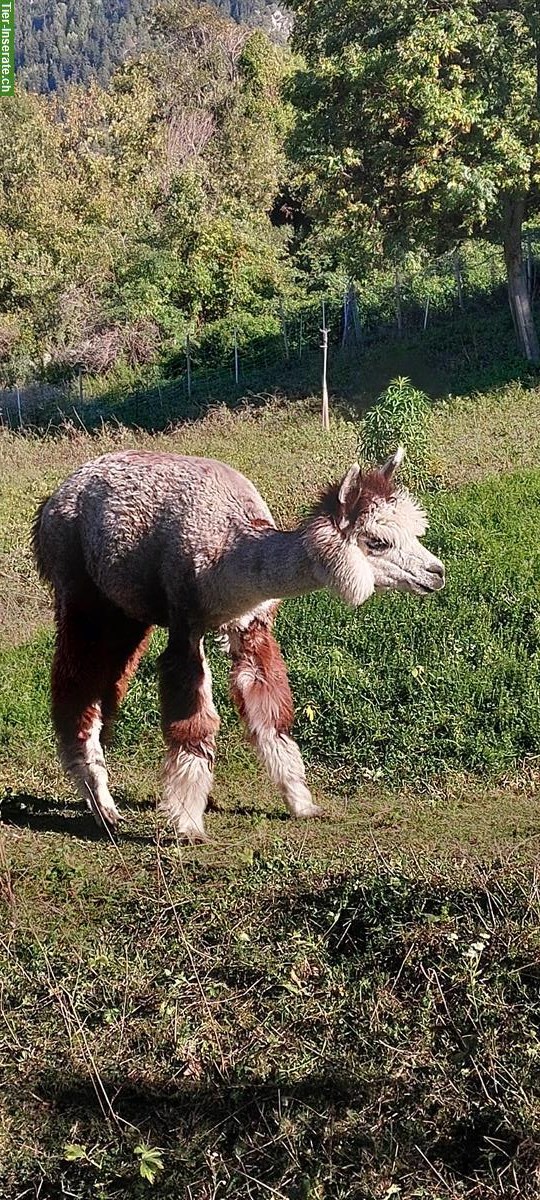 Bild 3: Lamas und Alpakas zu verkaufen