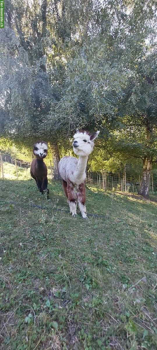 Bild 4: Lamas und Alpakas zu verkaufen