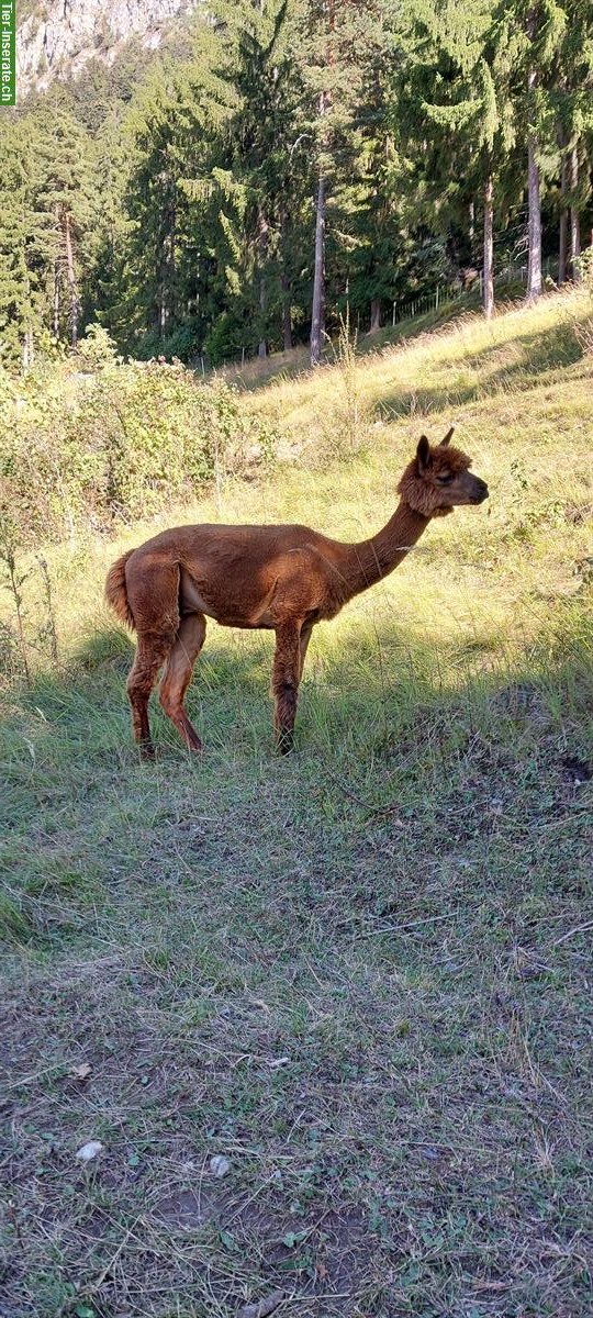 Bild 5: Lamas und Alpakas zu verkaufen