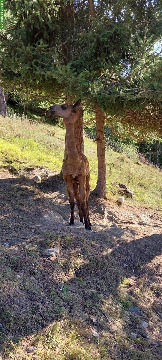 Bild 6: Lamas und Alpakas zu verkaufen