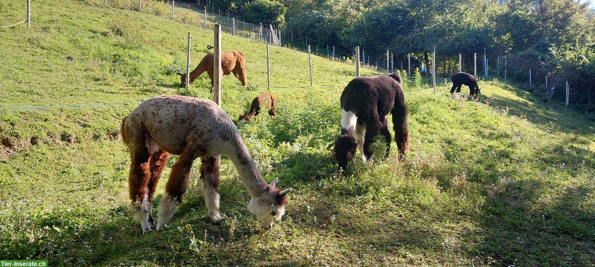Bild 7: Lamas und Alpakas zu verkaufen