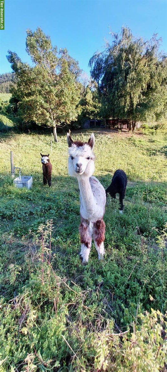 Bild 8: Lamas und Alpakas zu verkaufen