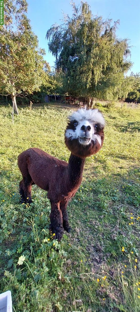 Bild 9: Lamas und Alpakas zu verkaufen