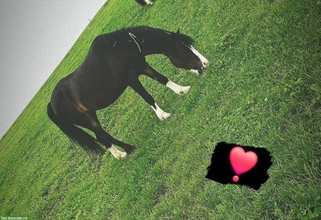 Welsh Pony Stute sucht Endplatz