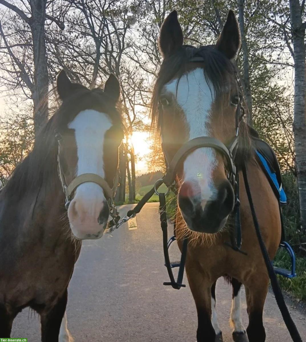 Bild 2: Welsh Pony Stute sucht Endplatz