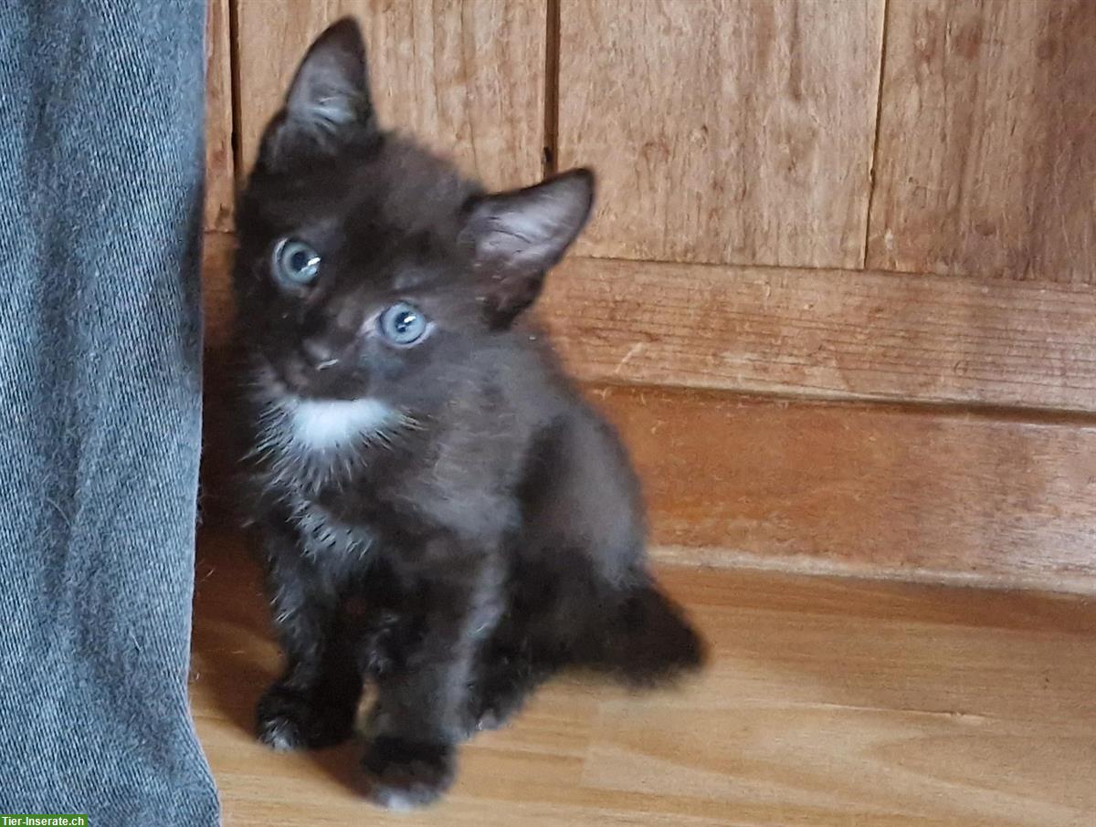 EKH x Maine Coon Mix Kätzchen suchen schönes Daheim