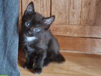 EKH x Maine Coon Mix Kätzchen suchen schönes Daheim