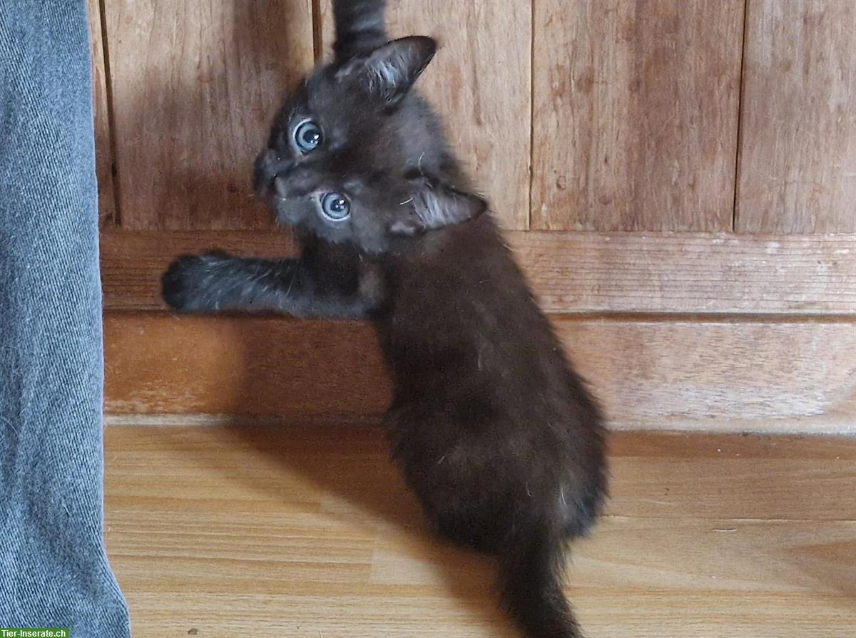 Bild 2: EKH x Maine Coon Mix Kätzchen suchen schönes Daheim