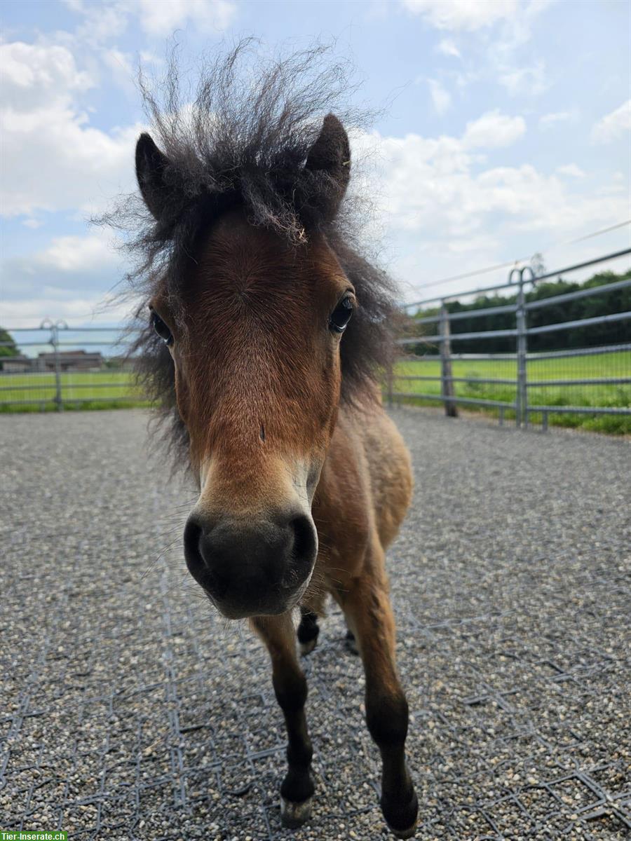 Shetlandponys putzen, schmusen evtl. spazieren