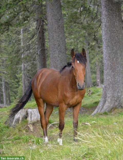 New Forest Pony Wallach, für Bodenarbeit, kein Reitpony