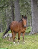 New Forest Pony Wallach, für Bodenarbeit, kein Reitpony