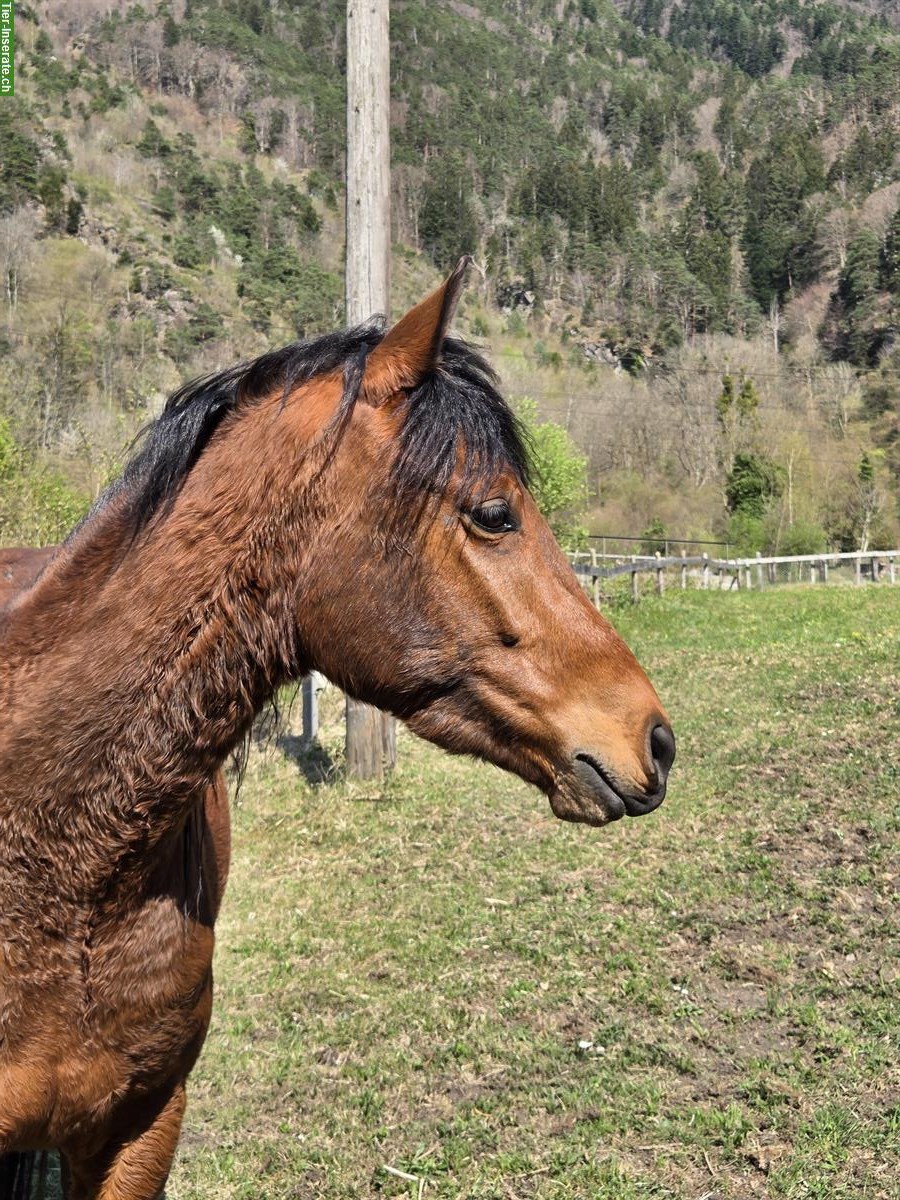 Bild 2: New Forest Pony Wallach, für Bodenarbeit, kein Reitpony