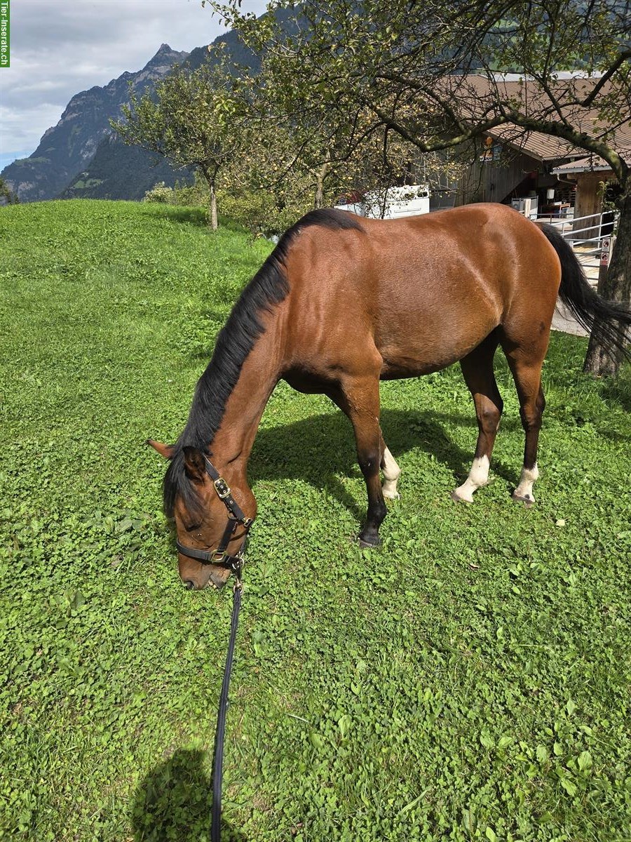 Bild 3: New Forest Pony Wallach, für Bodenarbeit, kein Reitpony