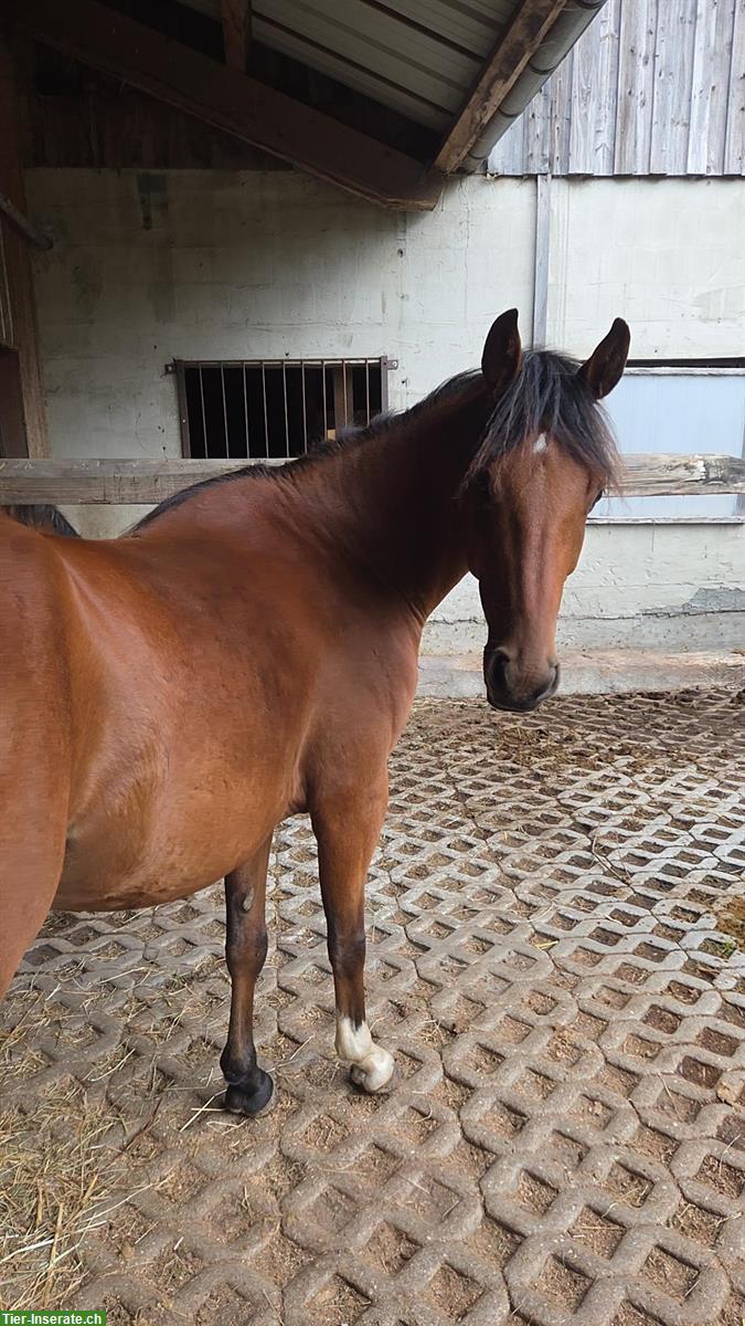 Bild 4: New Forest Pony Wallach, für Bodenarbeit, kein Reitpony
