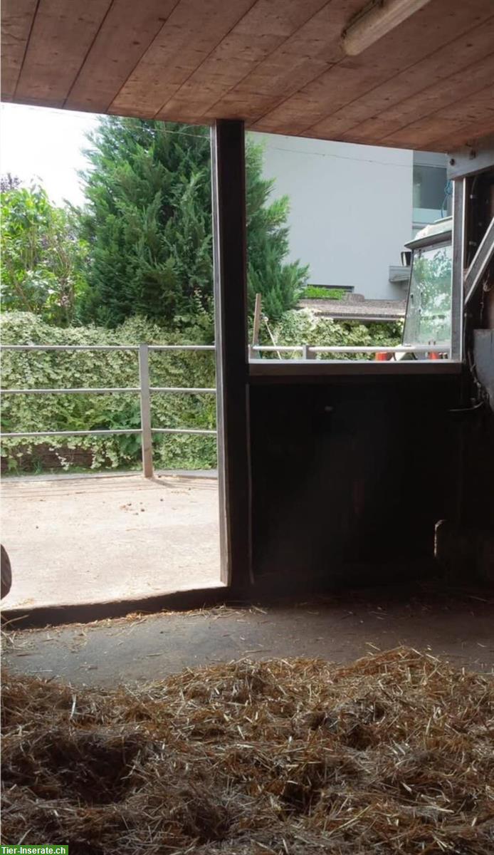 Suchen Auslaufboxen oder Offenstall zwischen Bern und Fribourg