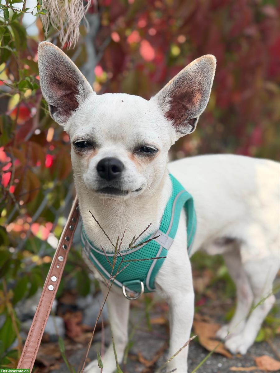 Chihuahua Rüde Blanco in gute Hände abzugeben