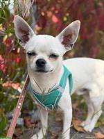 Chihuahua Rüde Blanco in gute Hände abzugeben