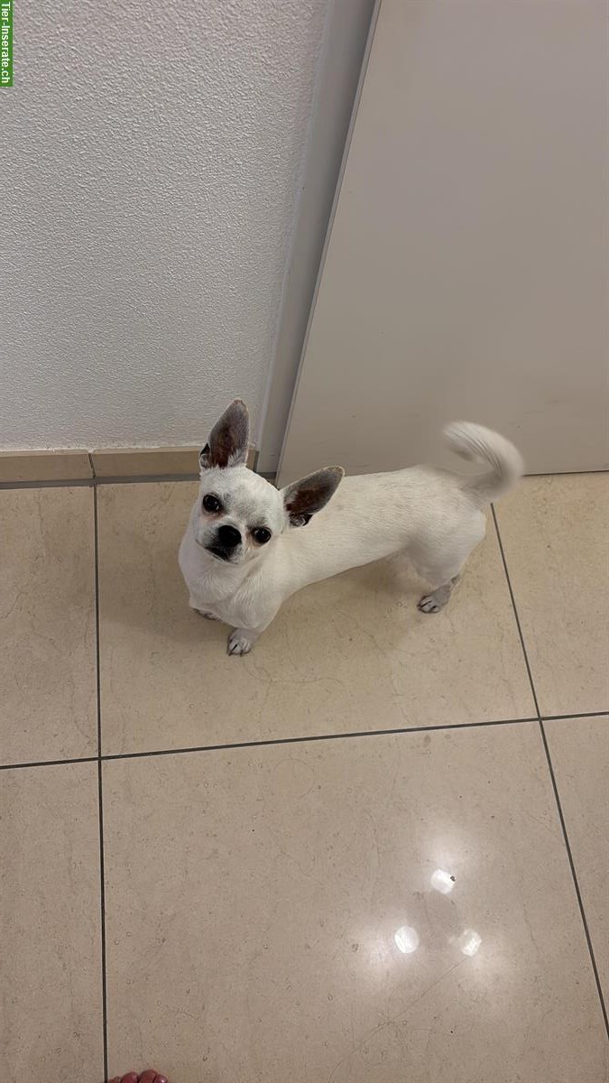Bild 2: Chihuahua Rüde Blanco in gute Hände abzugeben