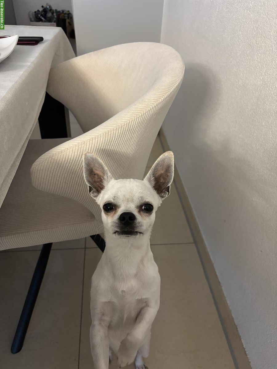 Bild 3: Chihuahua Rüde Blanco in gute Hände abzugeben