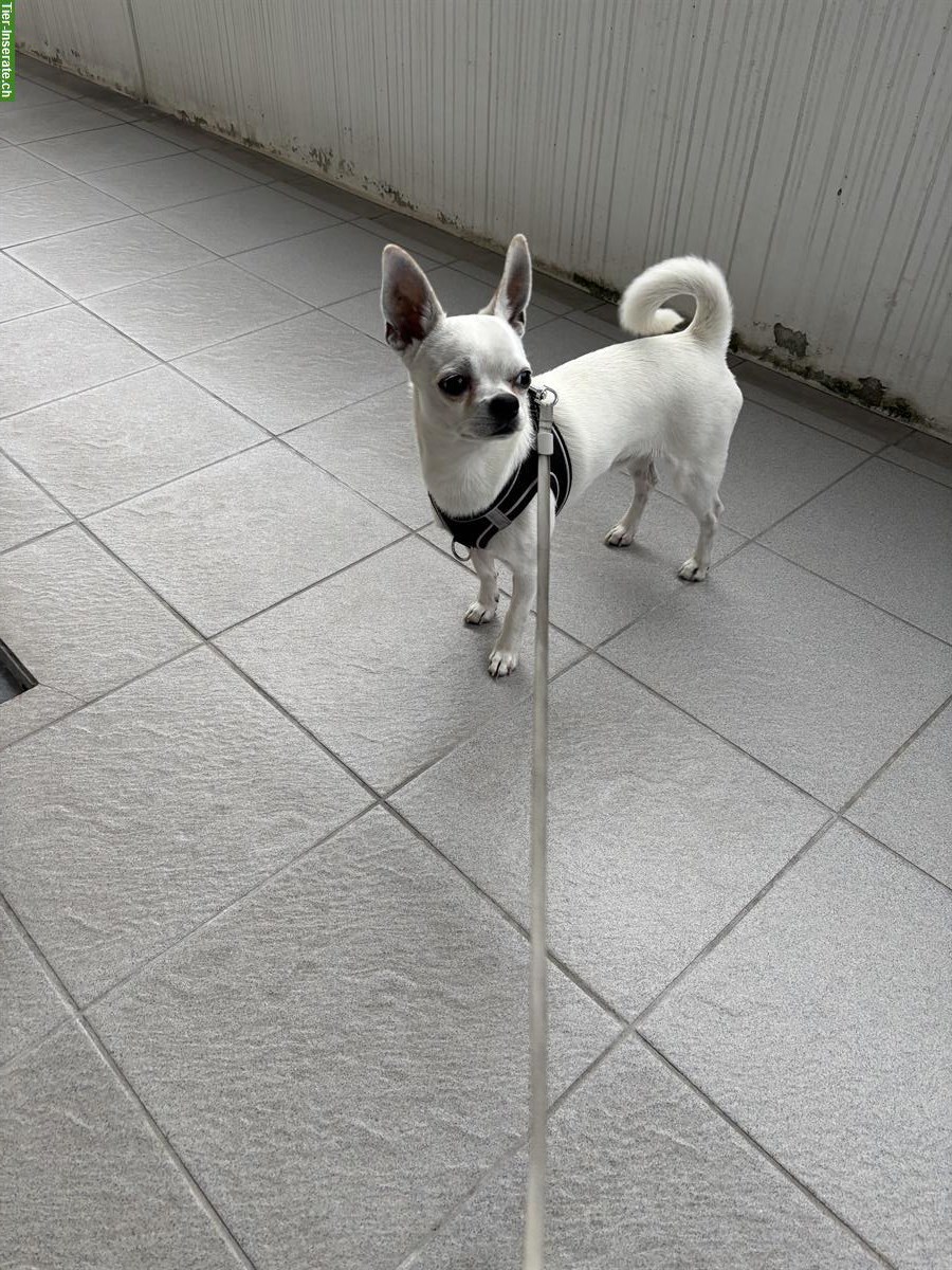 Bild 4: Chihuahua Rüde Blanco in gute Hände abzugeben