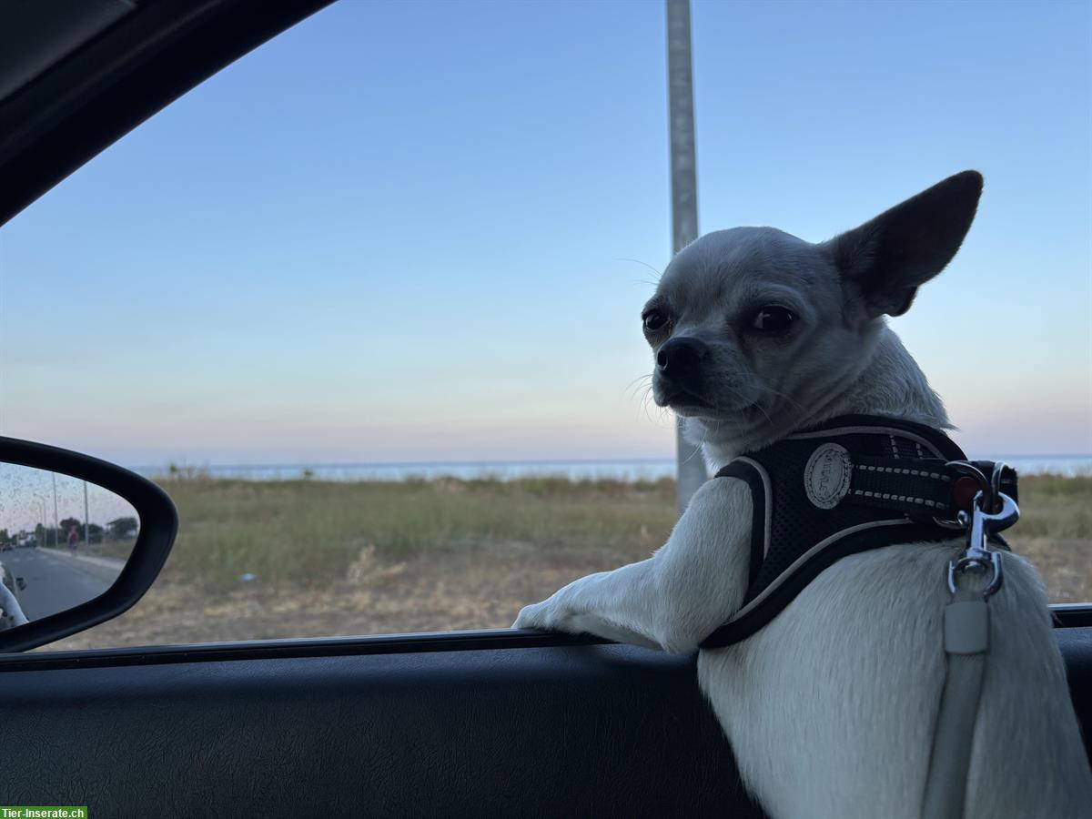 Bild 5: Chihuahua Rüde Blanco in gute Hände abzugeben
