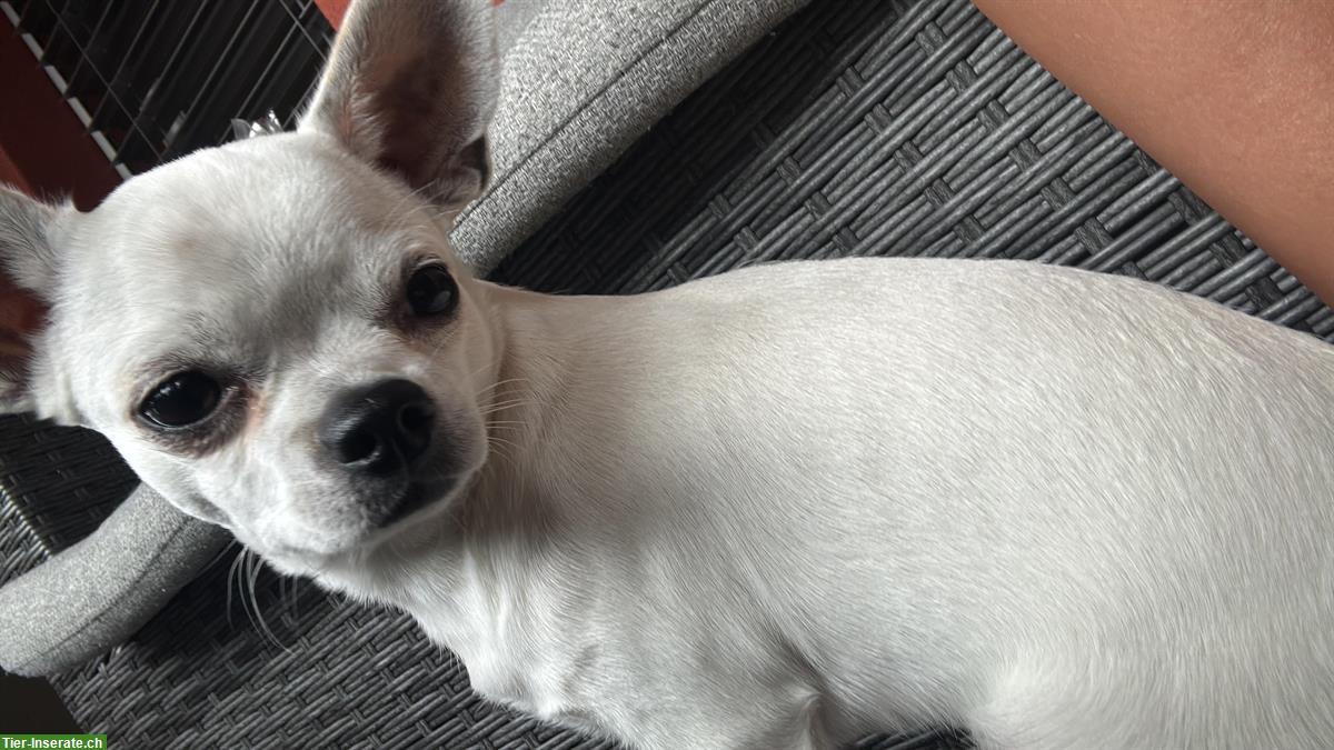 Bild 6: Chihuahua Rüde Blanco in gute Hände abzugeben