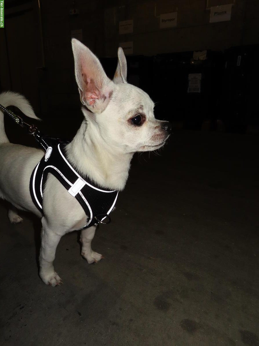 Bild 7: Chihuahua Rüde Blanco in gute Hände abzugeben