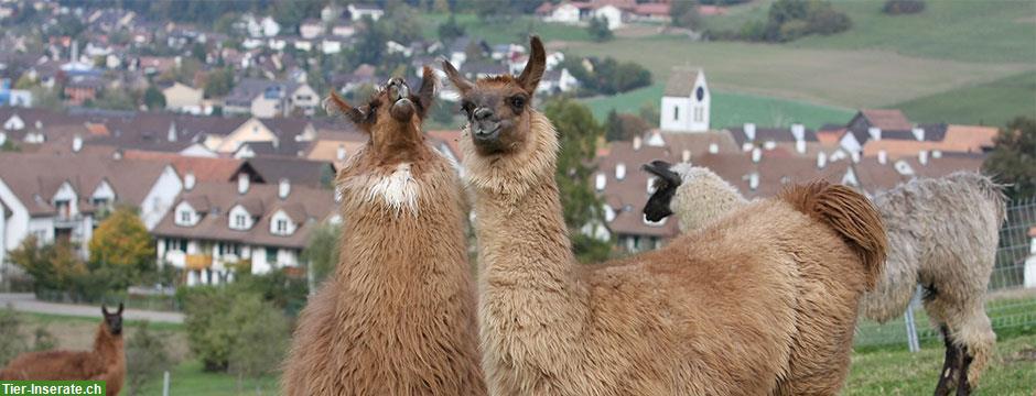 Stall in Bonstetten zu vermieten – mit tierischer Gesellschaft